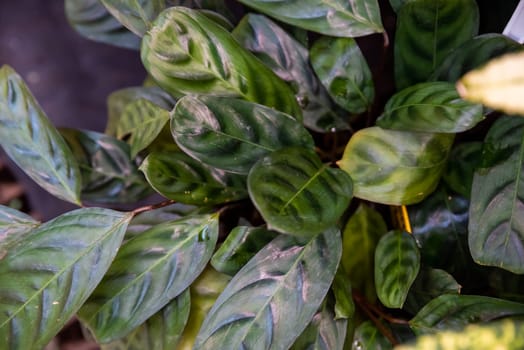 Calathea burle-marxii Dark Form with lush green leaves featuring dark patterns, perfect for tropical gardens and interior design
