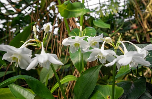 White Amazon lily (Eucharis grandiflora) flowers in bloom, showcasing elegant petals and vibrant green centers against a blurred natural background
