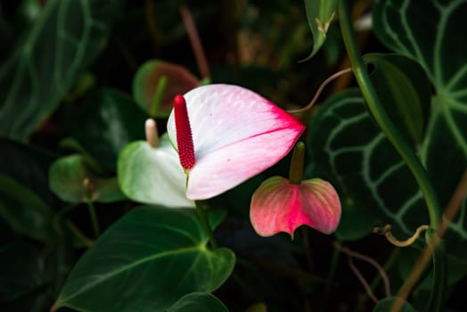 Pink and white Anthurium andreanum flower, variety Princess Amalia Elegance, with a red spadix, surrounded by lush green leaves in natural light