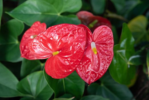 Close-up of Anthurium andraeanum flowers in vivid red and white colors, likely varieties Red Obake (red)