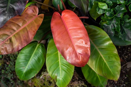 Close-up of Philodendron Prince of Orange with vibrant orange and green leaves. A tropical ornamental houseplant with stunning color transitions