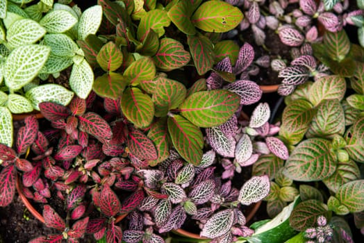 Close-up of vibrant Fittonia plants with colorful vein patterns on green, red, and purple leaves. A tropical ornamental houseplant