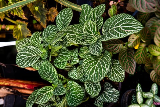Close-up of vibrant Fittonia plants with lush green leaves featuring intricate white vein patterns. A popular tropical houseplant