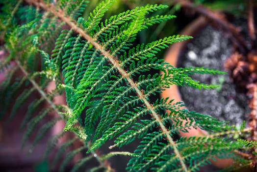A close-up of Dryopteris carthusiana (Shield Fern) with vibrant green fronds. Native to the Caucasus region, this fern is a striking addition to natural or ornamental gardens
