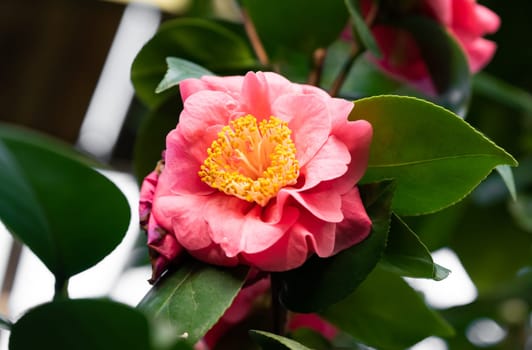 A lush pink camellia flower with ruffled, double petals, set against vibrant green foliage, capturing the essence of springtime beauty