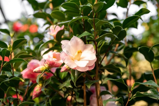 Closeup of a pink camellia flower with vivid yellow stamens, nestled among glossy green leaves, perfect for garden enthusiasts