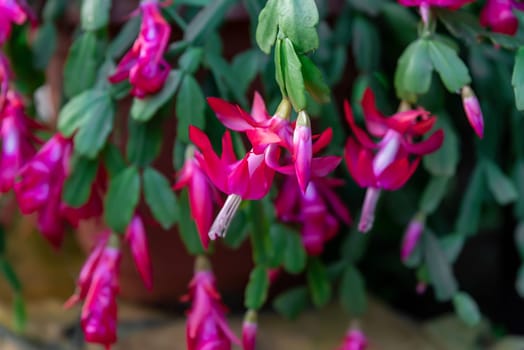 The vibrant Schlumbergera buckleyi cactus with striking pink blooms and lush green segmented leaves, a perfect addition to indoor plant collections