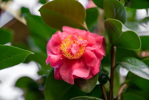 A vibrant pink peony-like camellia with layered petals, set among lush green leaves, captured in soft light with a blurred natural background