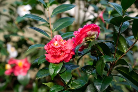 Elina Cascade camellia in bloom, showcasing its pendulous branches with pink-tinged white flowers