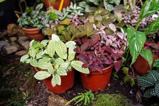 Colorful Fittonia plants with vivid green, red, and pink veined leaves in terracotta pots, arranged in a natural garden setting