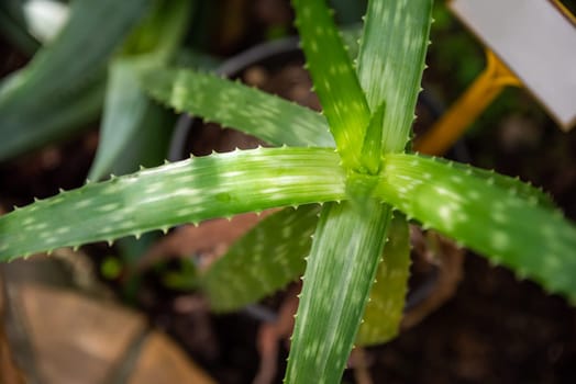 A close-up of Aloe zebrina Baker showcasing its spiky green leaves with natural patterns, growing in a pot with a blurred garden background