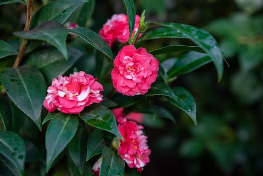 Lush camellia bush with red and white blooms, surrounded by shiny green leaves, creating a fresh and vibrant garden detail
