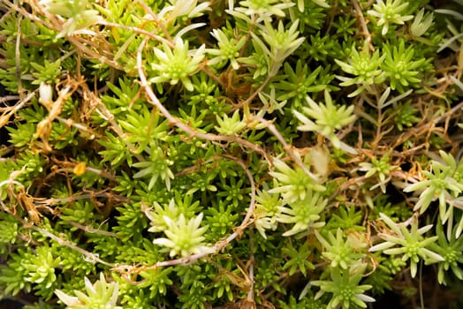 A close-up of Sedum plant with vibrant green succulent leaves and thin stems, showcasing intricate details and textures against a natural background