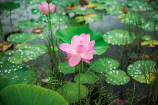Close-up of a pink Far Eastern lotus flower (Nelumbo komarovii) with water droplets, vibrant petals, and a green blurred background. Taken in Primorsky Krai, Russia.