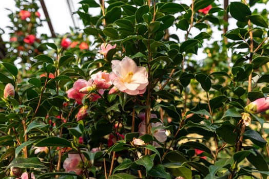 Vibrant pink camellia flower with soft ruffled petals and a golden center, set against a backdrop of glossy green leaves