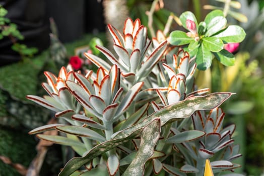 Macro shot of Kalanchoe tomentosa, European clone variety, showcasing velvety leaves with red-brown tips, illuminated by sunlight, set against a lush background