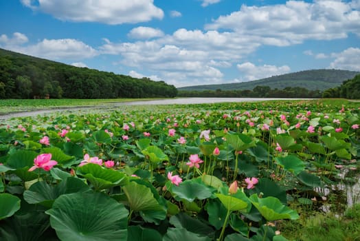Komarov lotus lake in Duboviy Klyuch village, Primorsky Krai, Russia. Blooming pink lotuses cover the water surface under a bright summer sky