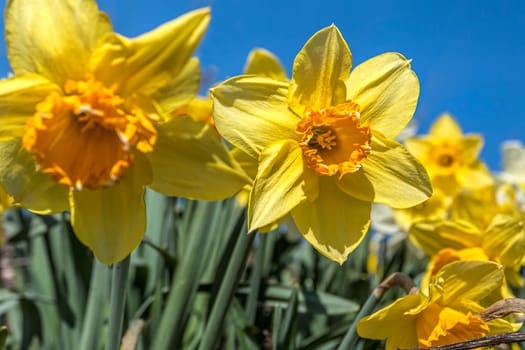 Pretty yellow daffodils against a blue sky in eastern Washington.