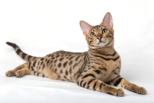 Adult Ocicat Cat Luing at White Background. Ocicat Cat Portrait isolated on white.