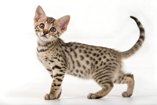 Cute Ocicat Kitten at Full Height Isolated on White Background.