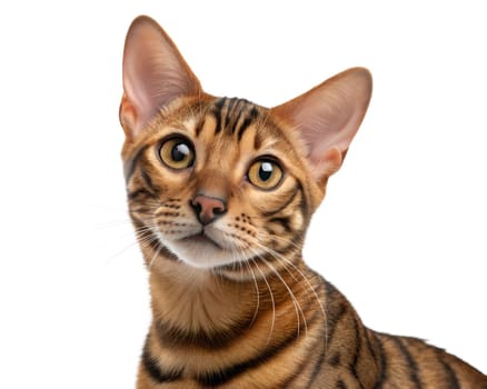 Close-up of Toyger Cat Looking Curiously ay camera. Portrait of toyger cat, isolated on white background.