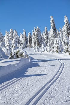 Snowy forest  with groomed cross-country ski trails. Vertically.