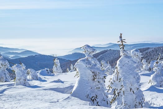 Beautiful winter landscape with snow-covered fir trees in mountains on a sunny day with sunlight and a blue sky background
