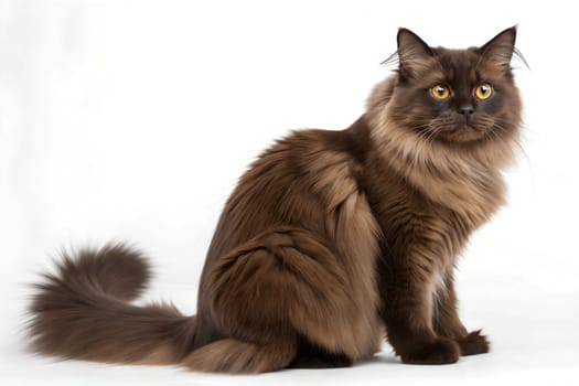 Long-Haired York Chocolate Cat Sitting at White Background. Long-Haired York Chocolate Cat portrait isolated on white.