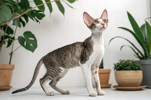 Cornish Rex Cat Standing Among Plants on White background.