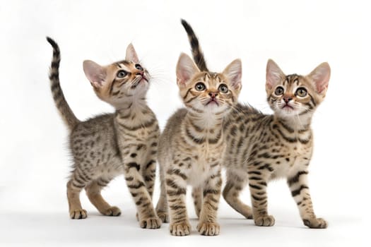 Three Cute Ocicat Kittens at Full Height Isolated on White Background.