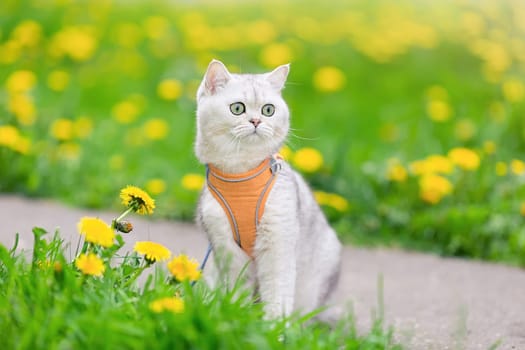 a adorable white british cat dressed in an orange harness sits in the spring on the grass with yellow dandelions. Close up. copy space