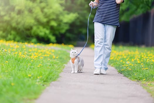 A girl in blue jeans walking an adorable white British cat dressed in an orange harness, in the spring, in the park. Close up. Copy space