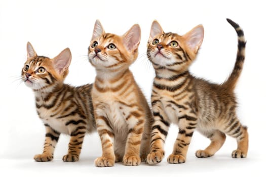 Three Toyger Kittens Standing on white background. Toyger kittens isolated on white.