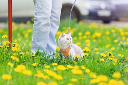 a white British cat, dressed in an orange harness, walks with the owner on the grass with yellow dandelions, near a car park, in spring. Close up. copy space