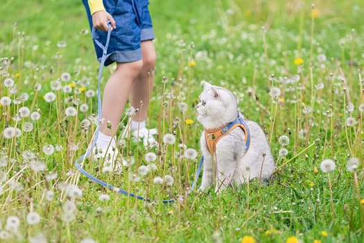on the grass with white dandelions, a little girl walks a charming white British cat in an orange harness. Close up. copy space