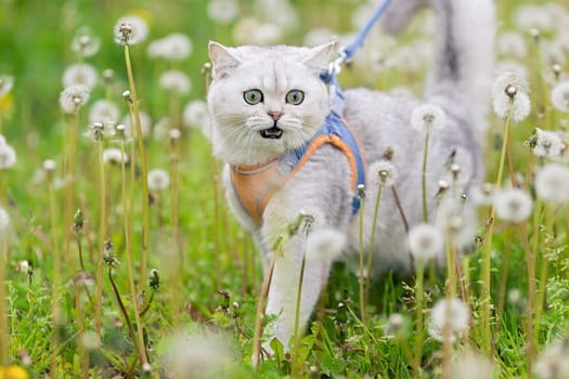 charming white british cat, dressed in orange harness, walks in the spring on the grass with white dandelions, meows. Close up. copy space
