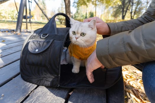 Cozy cat in sweater enjoys fall outdoors in a carrier.