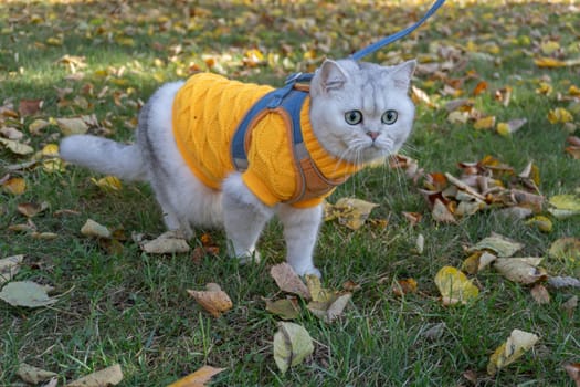 Cute cat in yellow sweater enjoying autumn walk on leafy grass.