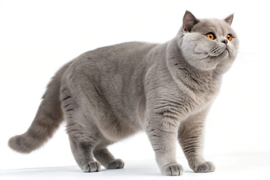 British Shorthair Cat Standing on White Background. Gray British Shorthair Cat Portrait Isolated on White Background.