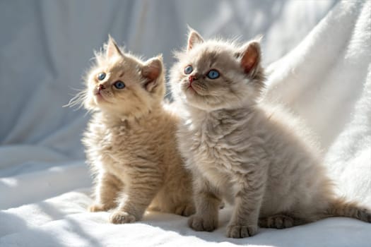 Two selkirk rex kittens on white background. Selkirk rex kittens sitting in sunlight. Studio photo.