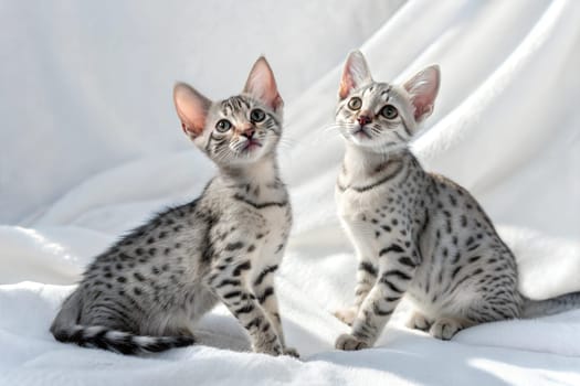Two Egyptian Mau kittens on white background. Egyptian Mau kittens sitting in sunlight. Studio photo.
