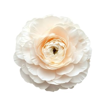 A delicate, creamy-peach ranunculus blossom, showcasing its many layered petals in a close-up shot against a bright white background.