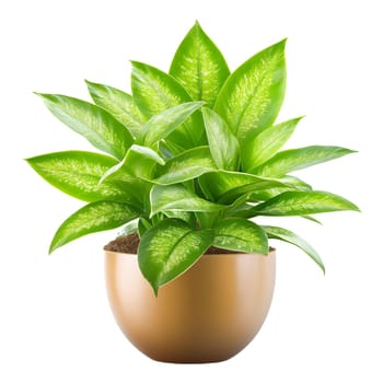 A vibrant Dieffenbachia plant thrives in a beige pot, its variegated leaves adding a touch of lush green to any space.