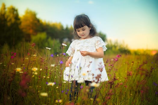 A little girl in a white dress stands on a blooming field and looks at a daisy bud in her hand.