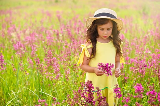 A beautiful little girl walks in a straw hat in a flowering field, in summer, holds a bouquet of burgundy viscaria flowers . copy space.