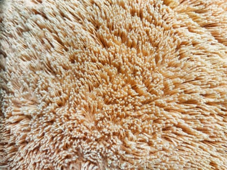 The plush peach surface features intricate fibers, creating a cozy texture ideal for soft furnishings or creative design applications.