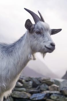 A beautiful mountain goat poses with a serene expression amidst rocky terrain. The misty morning creates an ethereal backdrop, enhancing the animal's features.