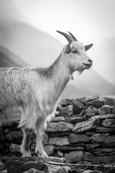 A goat with a majestic posture stands near a rocky wall in an enchanting mountainous area. The early morning mist adds a serene atmosphere to the scene.
