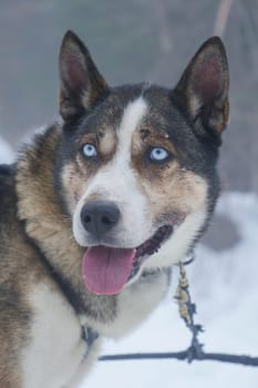 A beautiful husky stands in a snowy environment, showcasing its striking blue eyes and thick fur. The dog appears alert and playful amidst a serene winter backdrop.