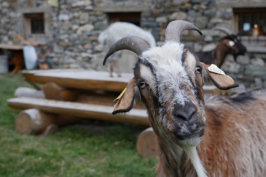 A goat stands closely to the camera, gazing at the viewer with an inquisitive expression. Behind it, a wooden platform and stone buildings create a charming rural atmosphere.